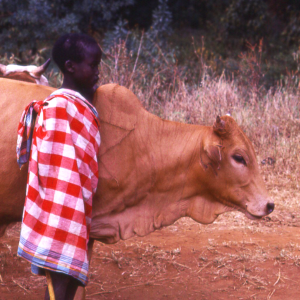 Maasai boy, Uganda