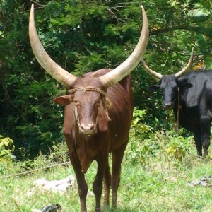 two Liberian oxen looking at the camera